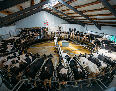 a milking parlour with cows hooked up to get milked