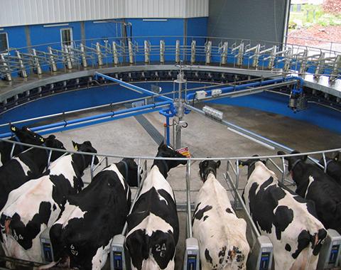 a number of cows in a milking parlour 