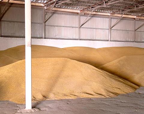 large piles of grain stored in a steel framed structure